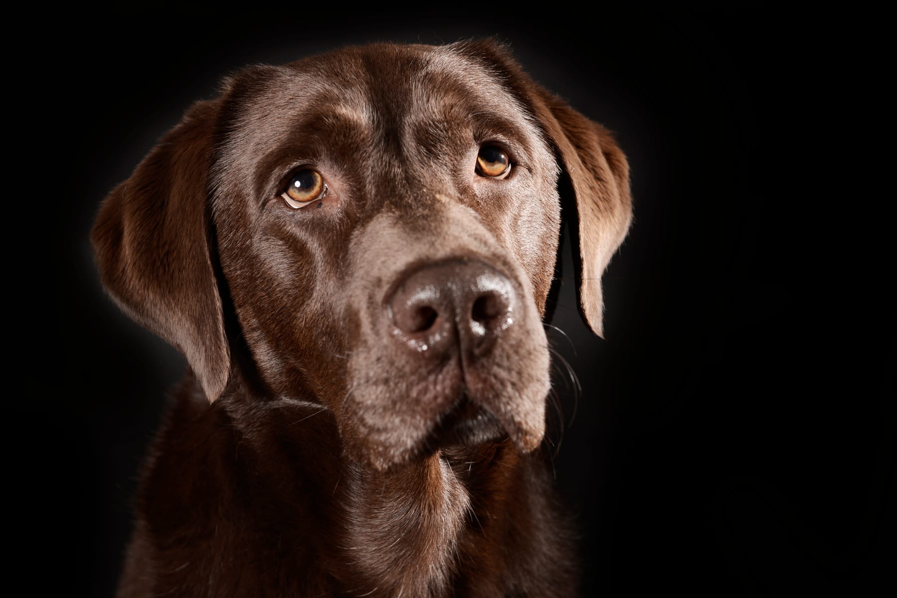 Ausdrucksstarkes Einzelporträt eines Hundes