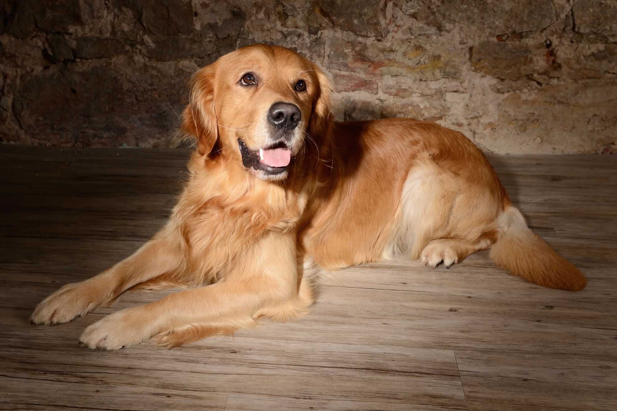 Hund im warmen Studiolicht als Fine-Art-Porträt