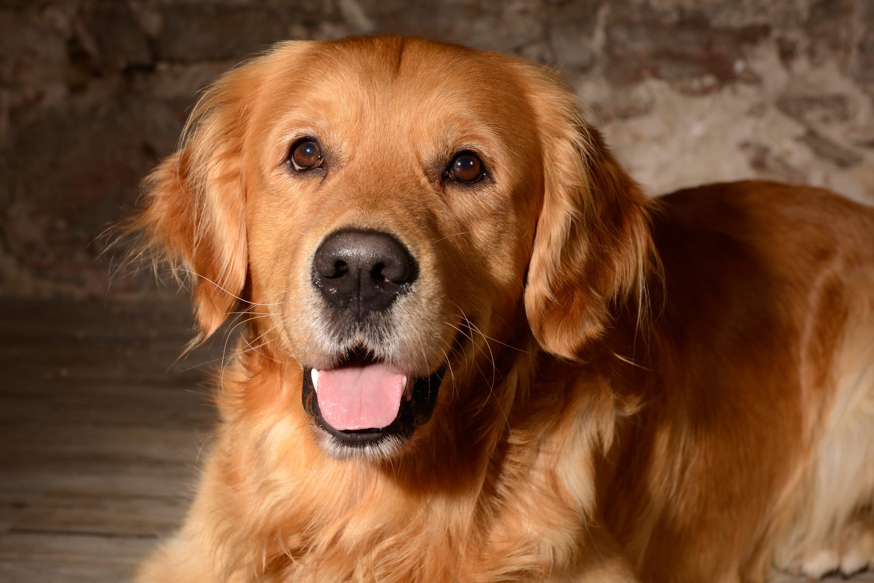 Hund im warmen Studiolicht