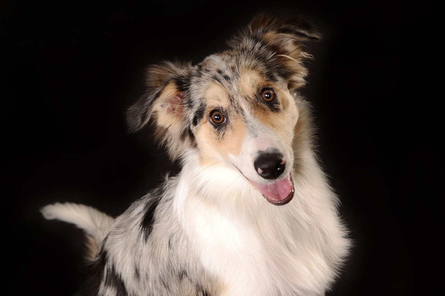 Hund mit hellem Fell im Fine-Art-Studiolicht