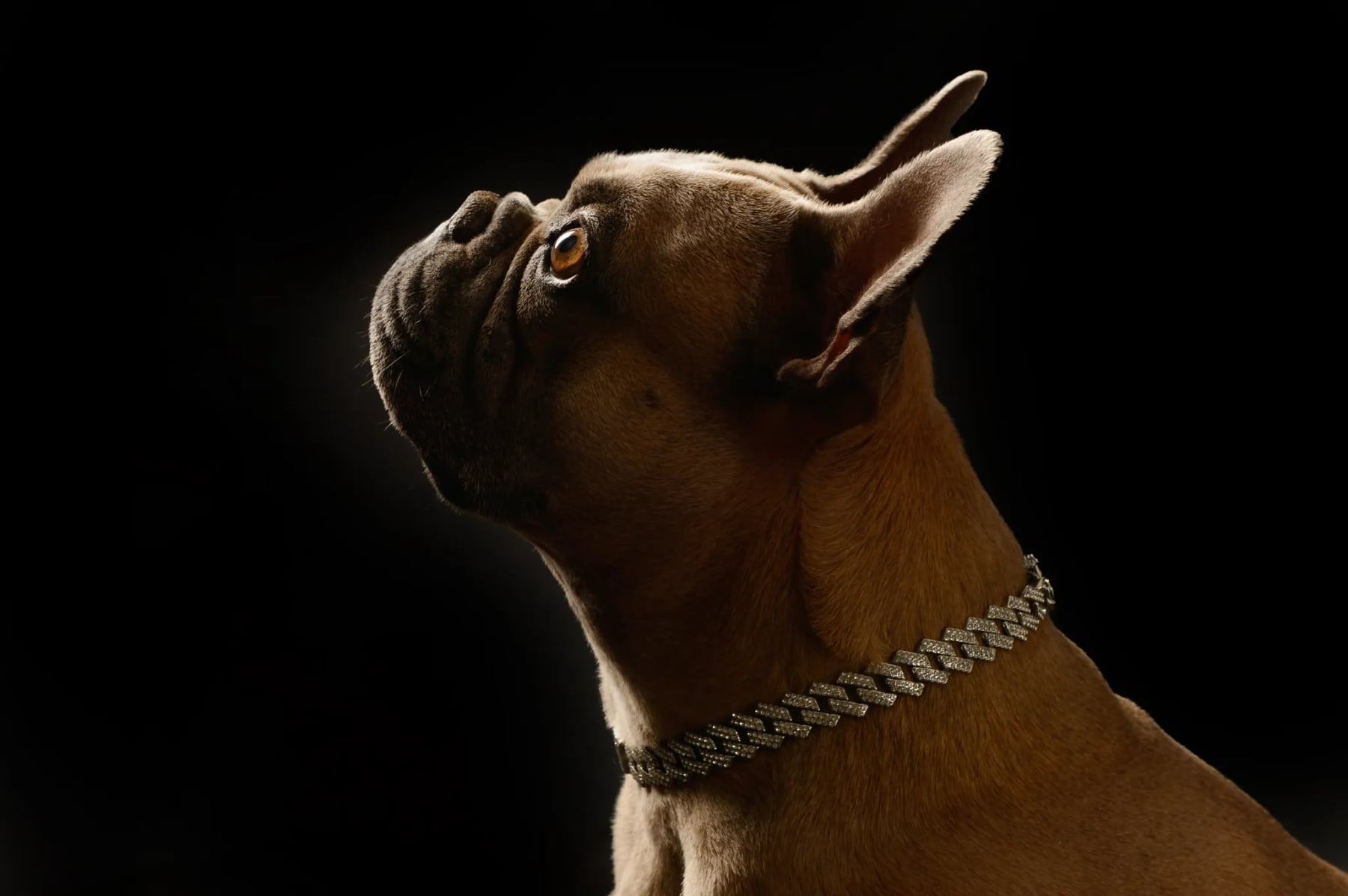 Französische Bulldogge im Profil, Fine-Art-Studioporträt vor schwarzem Hintergrund