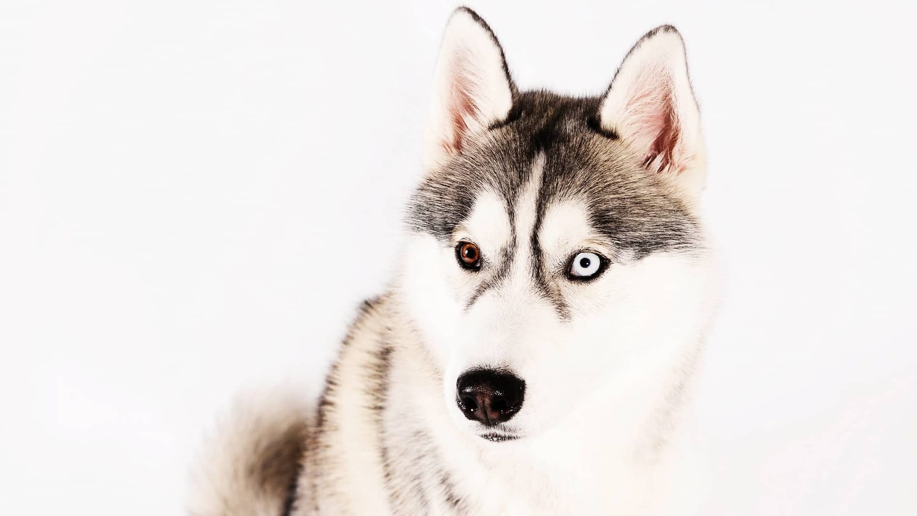Hunde im Fotostudio Maren Möst in Waiblingen
