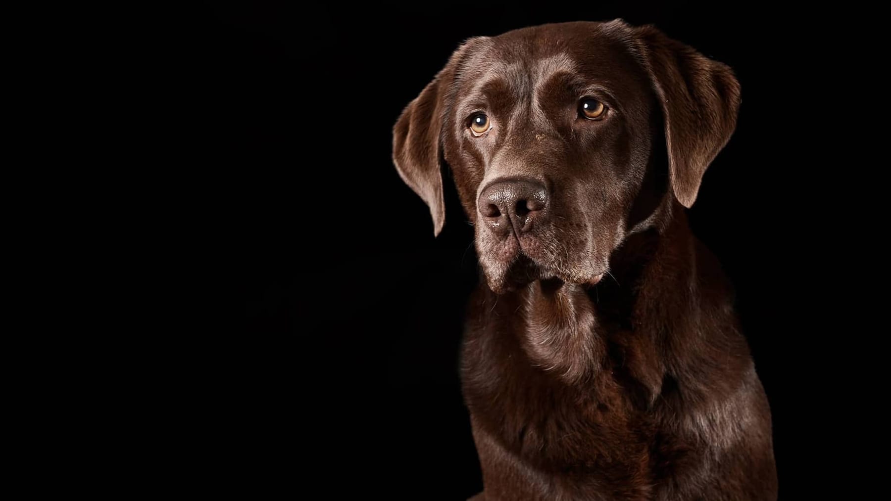 Ihr Hund im Rampenlicht